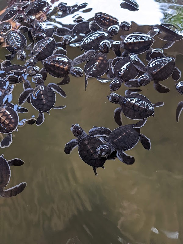 Kosgoda Sea Turtle Conservation Project